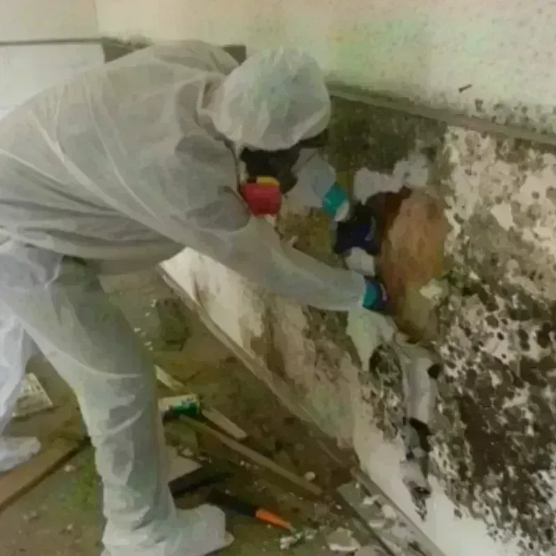 Mold Remediation and Removal in Summersville, WV